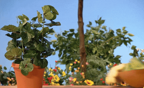A GIF of the Muppet Grover dressed in gardening clothes with gloves on, bringing a bowl of greens to a table next to a plant. I think they just finished harvesting, but who knows with muppets.
